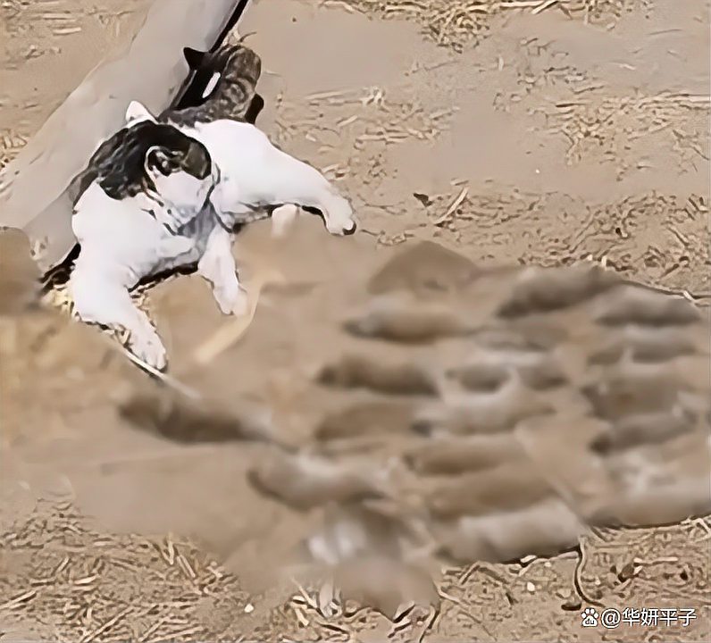 猫咪一晚抓27只老鼠整齐摆身旁邀功