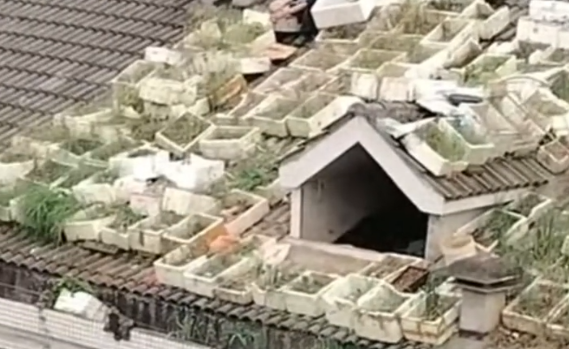 湖南一老人在居民楼斜屋顶坡面“种菜”，社区：去年就清理过