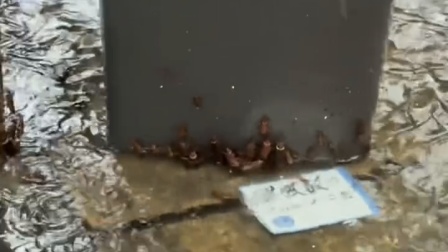 广东暴雨天蟑螂成群出动 网友：密集恐惧症犯了