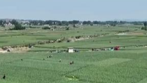 “河南蒜薹滞销弃收”不实，网友：农民不易，别让虚假信息伤农！