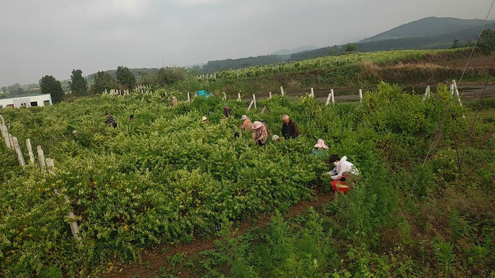 确山金银花迎来丰收季