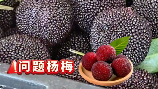 涩口、舌头麻、喉咙痒要当心！业内人士教你如何鉴别“问题杨梅”