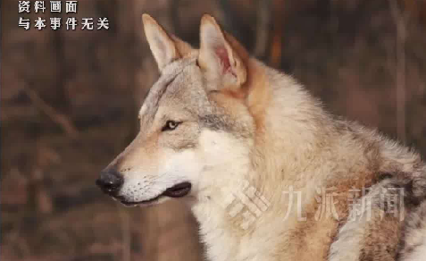 烈性犬咬死2岁女童 主人赔25万获缓刑