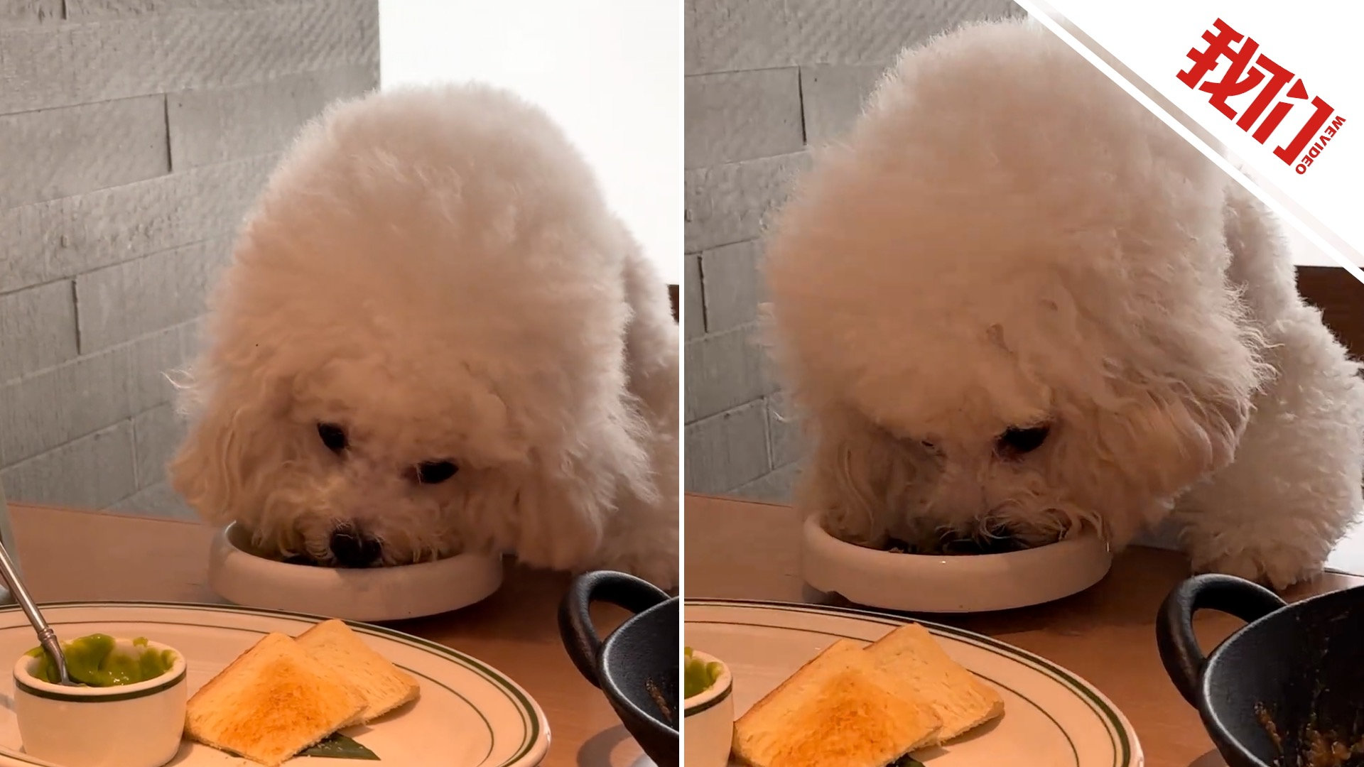 西安一餐厅宠物狗上桌进食