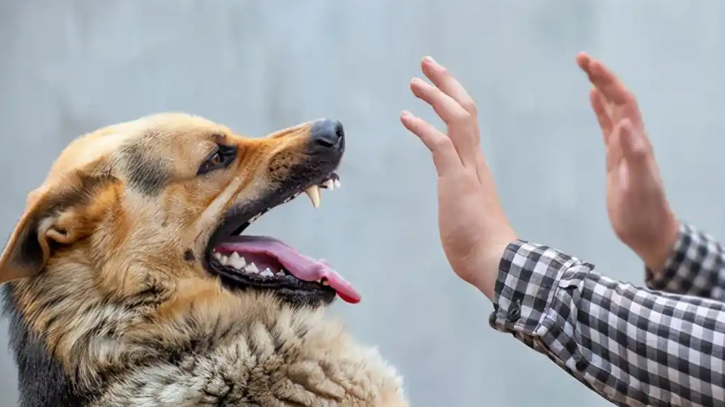 姐弟俩被狗咬 姐姐患狂犬病去世
