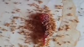 小孩吃的肉干掉落地面被蚂蚁啃食后集体死亡，检测发现添加剂对蚂蚁是剧毒