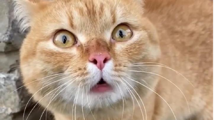 广东网友发现橘猫屁股被蜜蜂攻击，疼到碎碎念：可怜可爱又可笑