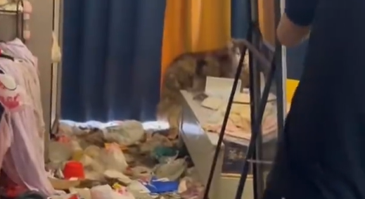 租客退租后留下满屋垃圾和1只瘦狗，骨瘦如柴