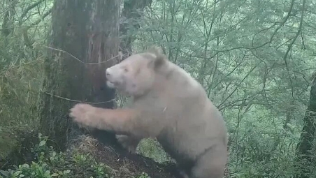 画面极其珍贵：全球唯一野生白色大熊猫长大了