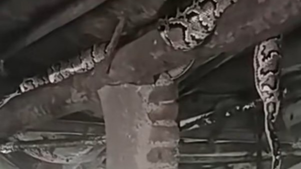 猪圈顶棚惊现15斤大蟒蛇