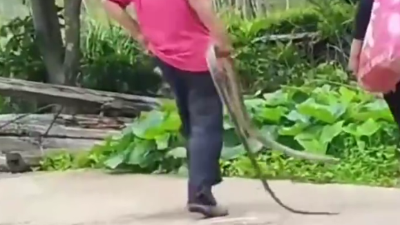 松弛感拉满！大爷拎蛇跟拎根葱一样轻松