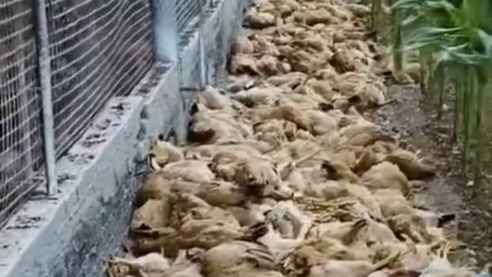 广东高温天养鸡场热死几千只鸡 老板：喷水也没用，已无害化处理