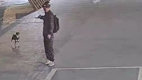 柴犬等主人下班时被男子用麻醉枪射晕带走