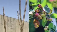 女儿吐槽父亲网购车厘子树却结苹果，人家樱桃都熟了，我家的越长越大越长越大