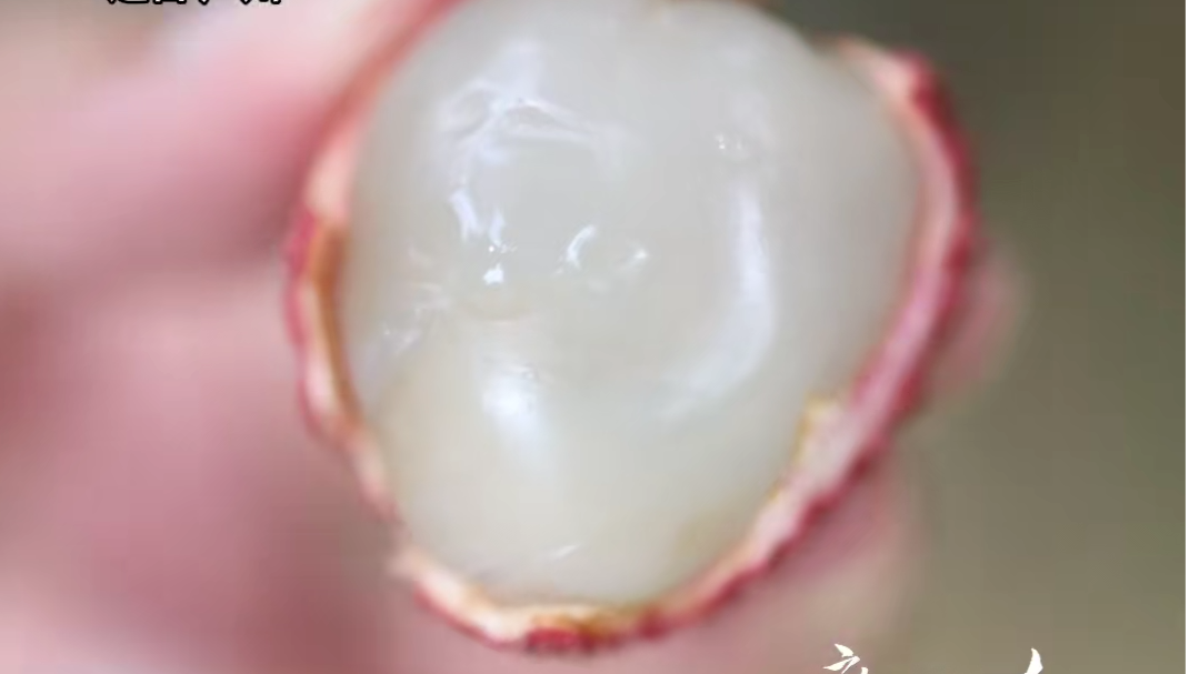 是荔枝，还有龙眼味 荔枝×龙眼杂交新品种“怀石”来了！