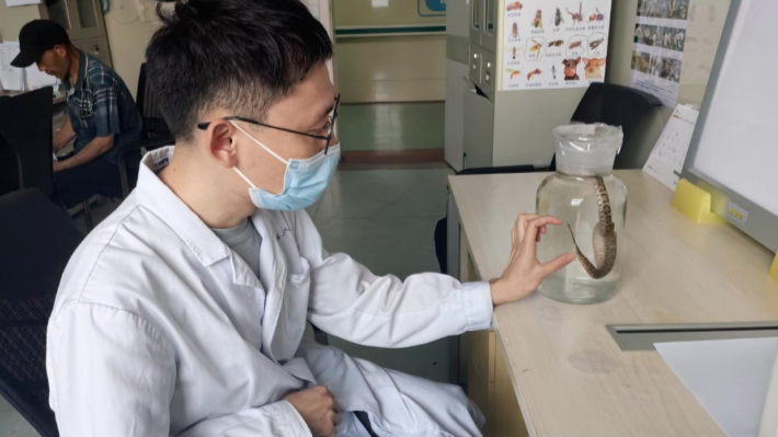 多人受伤，河南已进入蛇咬伤高发期