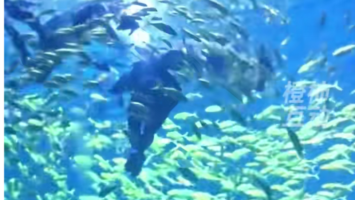 男子在水族馆潜水，被3米长鲨鱼咬到头和脸，涉事项目已停业整顿