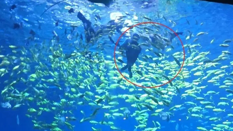 律师在海洋馆潜水被鲨鱼咬头：脸上留下7个2厘米深的齿印