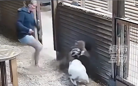 加拿大女子猛踢美洲狮救下自家山羊