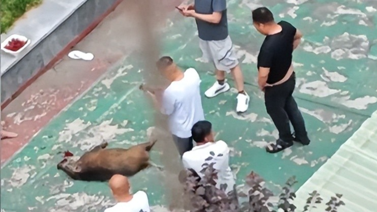 发狂野猪闯小区咬伤居民 被众人合力制服