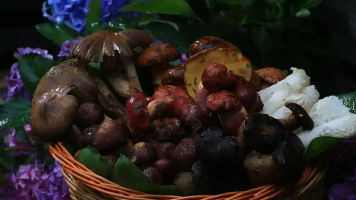 男子吃野生菌后报警：家里被虫入侵了