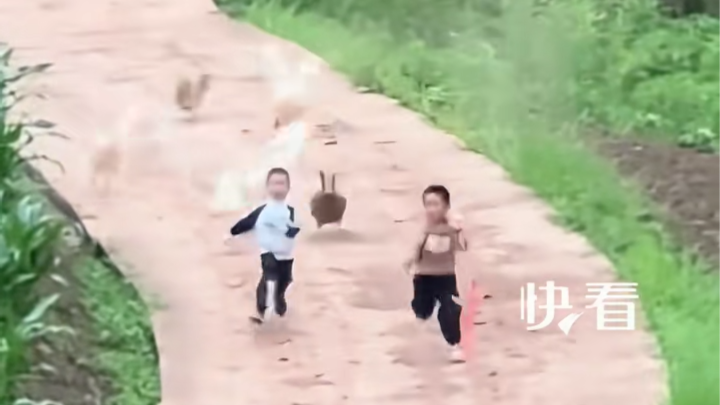 俩娃给爷爷奶奶送粽子，顺路去掏鹅蛋遭到大鹅追赶，网友：童年完整了