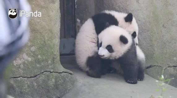 可爱值拉满！熊猫宝宝贴贴萌成啥了