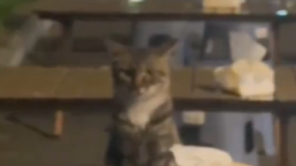 流浪猫像人一样端坐在餐桌前等喂食，摊主：已经喂养一个多月了