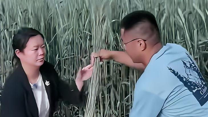 袁隆平学生种出一人高的小麦