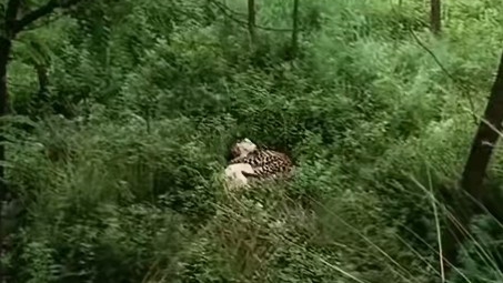 网友拍下自家小羊在林间被野生豹子啃食 当地林草局回应