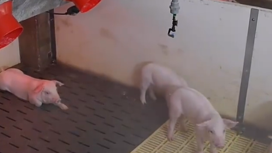 外网传疯了！“中国养猪场都用上空调了”！这是真的吗？