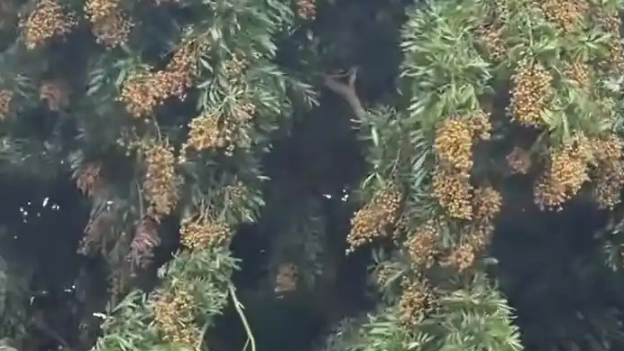 网友晒自家龙眼树 树上挂满果实