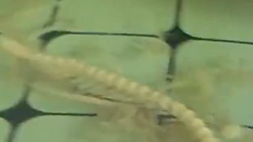 男子一个月没喂鱼，七八斤的锦鲤只剩骨架