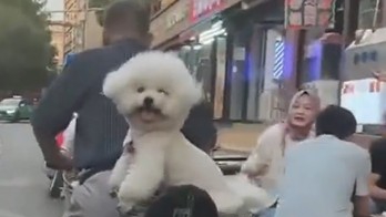 每日准时接送 大爷爱犬去世后为陌生女子遛狗12年