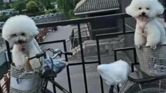十二年的承诺！大爷爱犬去世后，无偿帮陌生女子遛狗12年