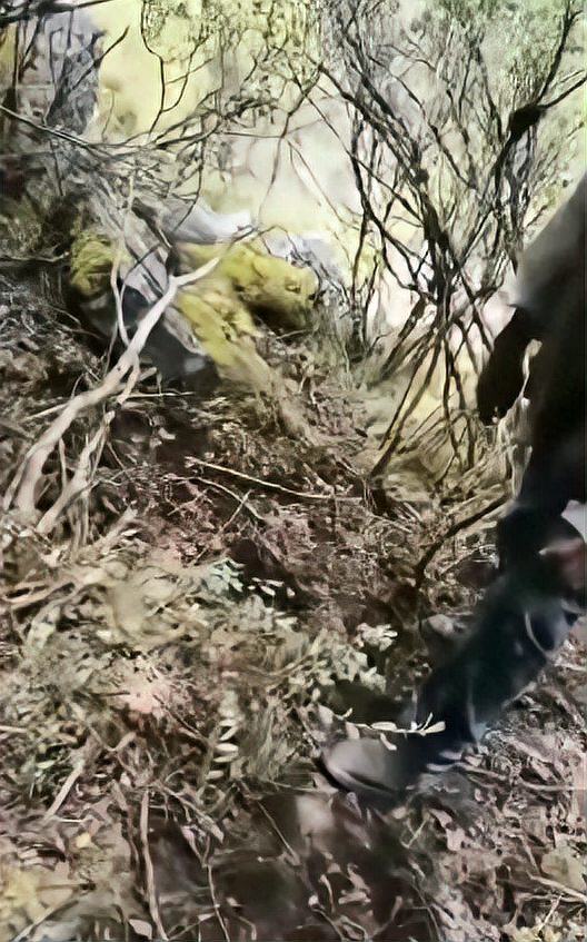 男子进山捡菌子死亡：或遭熊袭击