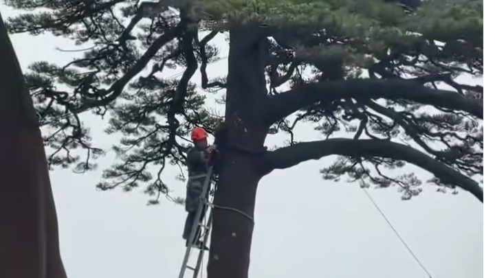 迎战台风“巴威” ，黄山景区加固国宝迎客松