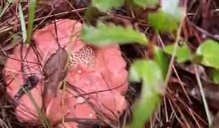 狗狗帮主人找菌子，一找一个准！网友：天赋型选手