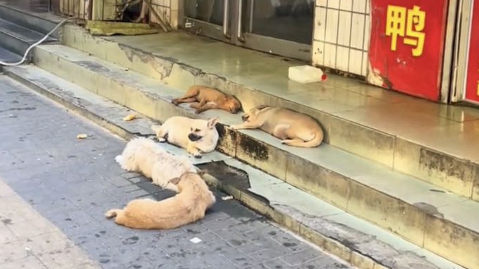 五只小狗带火洛阳一家烤鸭店！全国网友远程下单力挺，老板：烤鸭现吃才香