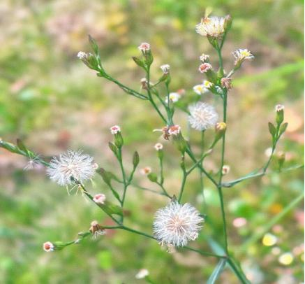 吉首大学研究揭示菊科入侵植物“种子位置效应”  为防控提供科学新依据