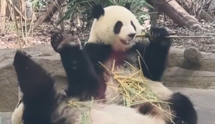 谁能拒绝大熊猫！泰国总理夫妇看大熊猫一步三回头