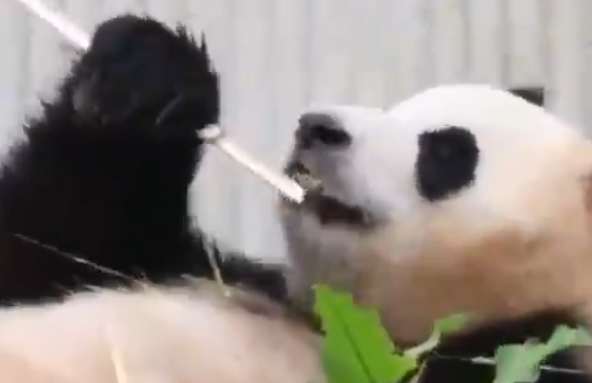 大熊猫福宝6岁生日快乐