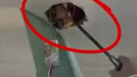 合肥一女子买二手房，遭原房东藏死鸡报复：“原房东觉得自己卖亏了”！