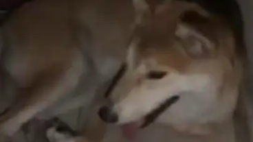 狗妈妈独自爬上十楼产崽，女子心生善意收留狗狗一家