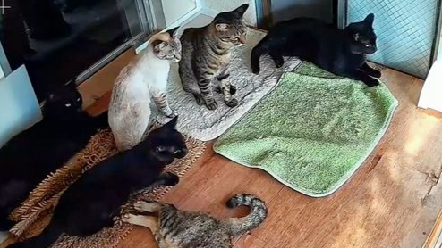 日本猫咪提前感知到地震来临：有猫咪惊醒逃离，有猫咪直至震时才逃跑