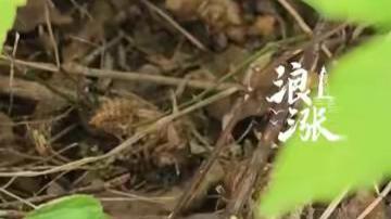 网友两个夏天捡知了壳狂赚130万