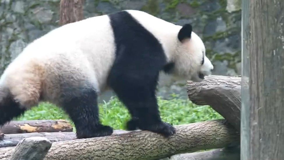 平衡力满分！大熊猫走独木桥如履平地