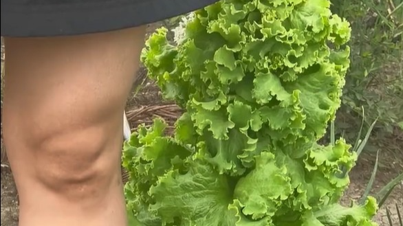 黑龙江菜园现巨型生菜 计量单位是“一腿多高”