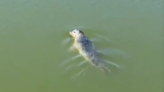 大连一斑海豹误闯养殖圈吃自助，养殖户：次日排水时自行离开