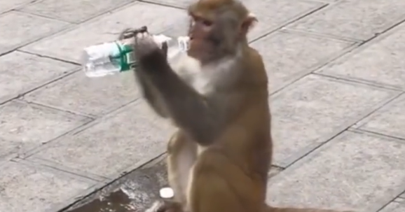 男孩见猴子喝地上脏水主动送上手中矿泉水，网友：这是刻在骨子里的善良